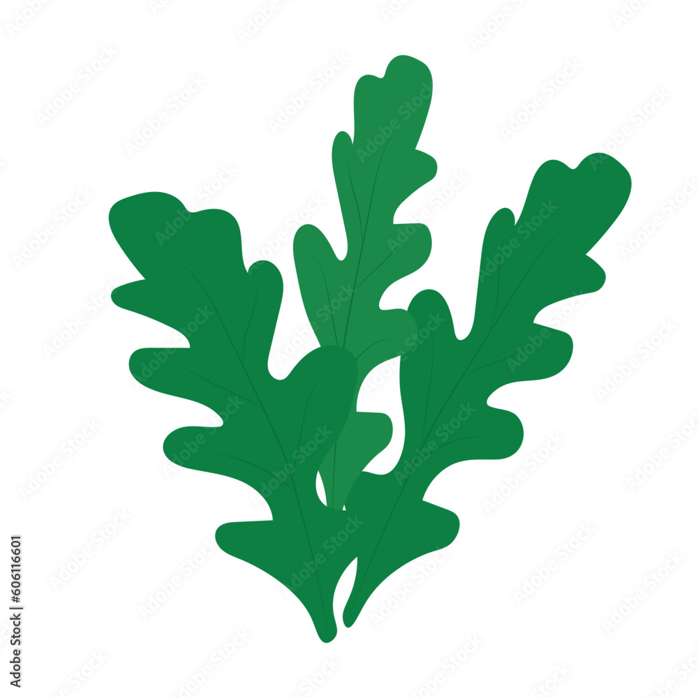 Arugula three leaves. Greenery vector illustration in flat style