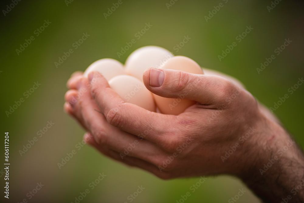 Farmer with fresh organic Chicken Raw eggs man hands Close up Selective focus ecologic grown hens in barn of countryside agricultural farm bio eco farming, bio food products green natural background Farmer with fresh organic Chicken Raw eggs man hands Close up Selective focus ecologic grown hens in barn of countryside agricultural farm bio eco farming, bio food products green natural background