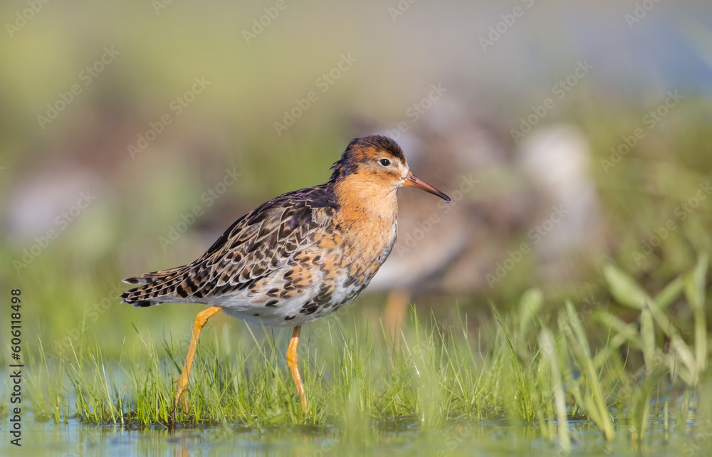 Ruff - male bird at a wetland on the mating season in spring Ruff - male bird at a wetland on the mating season in spring