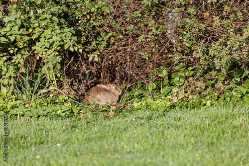 Rabbit on grass try to hide in bush