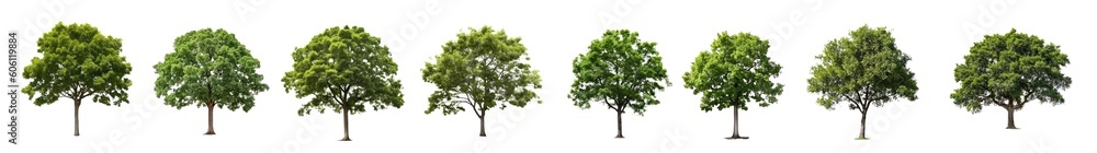 Trees in a row isolated on transparent background, green foliage and trunks PNG, Generative AI