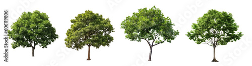 Trees in a row isolated on transparent background, green foliage and trunks PNG, Generative AI