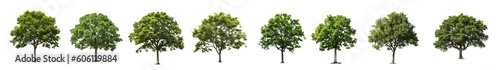 Trees in a row isolated on transparent background  green foliage and trunks PNG  Generative AI