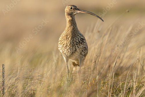 Curlew, Scientific name: Numenius arquata.  Close up of an adult Eurasian curlew alert and facing right on Managed Grouse Moorland in Swaledale, North Yorkshire..  Blurred background.   Space for copy photo