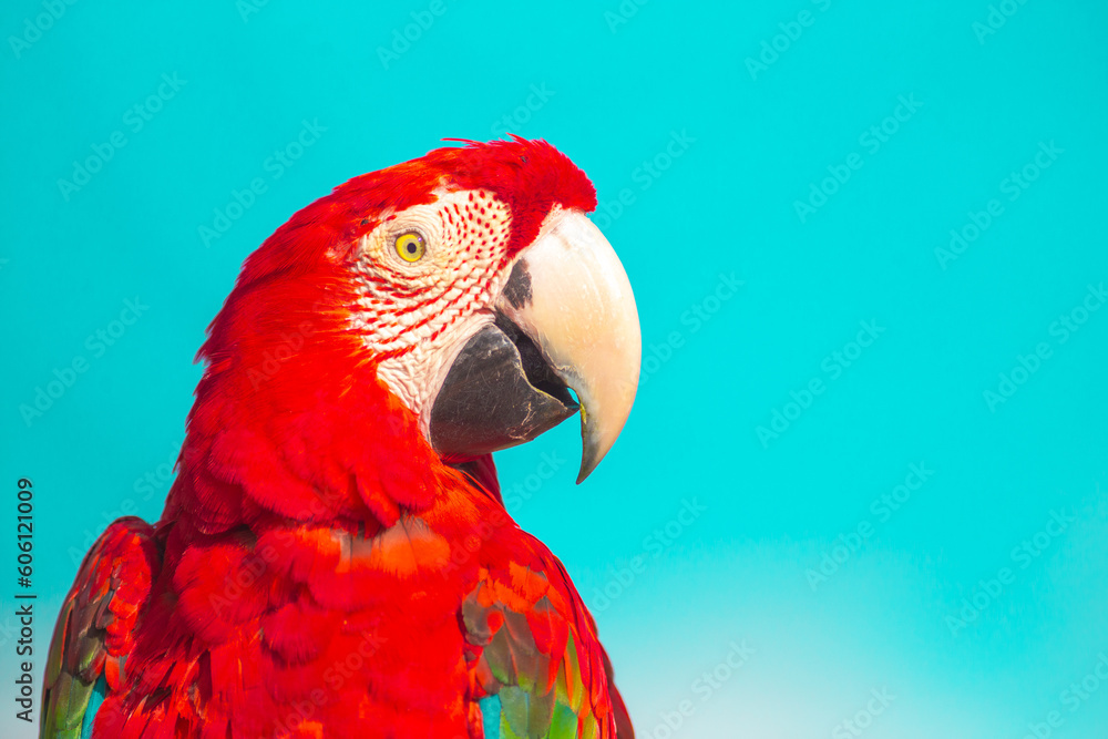 Fototapeta premium Red Scarlet macaw bird over blue background