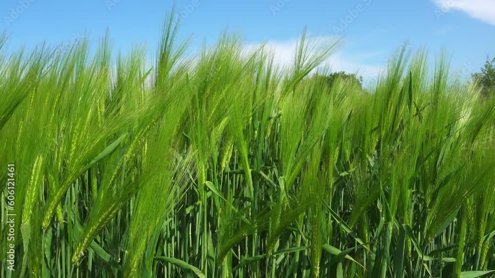 A close up of a green cereal arable crop of barley growing in a farmland field in springtime in Northamptonshire in England. Farming agriculture and food production. A close up of a green cereal arable crop of barley growing in a farmland field in springtime in Northamptonshire in England. Farming agriculture and food production.