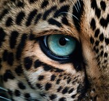 portrait of an animal, eyes of a leopard, a fascinating look of a wild animal