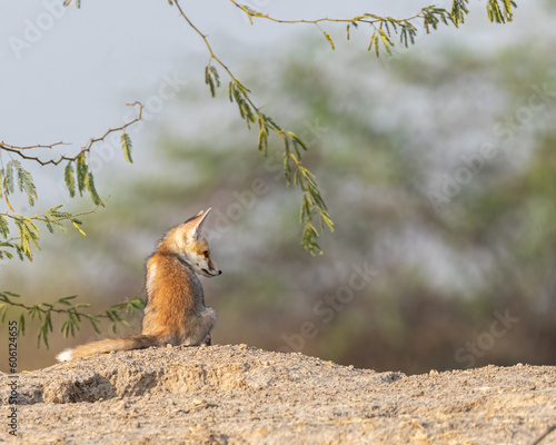 A desert fox resting on a sand rock © YK