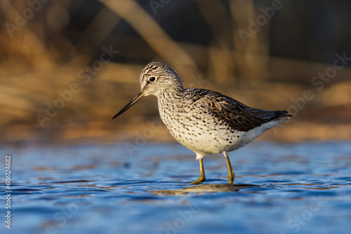 Common greenshank (tringa nebularia) looking for food in water in the wetlands in spring.