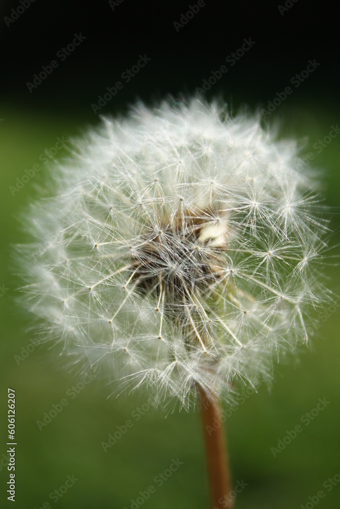 Fototapeta premium Makroaufnahme einer Pusteblume