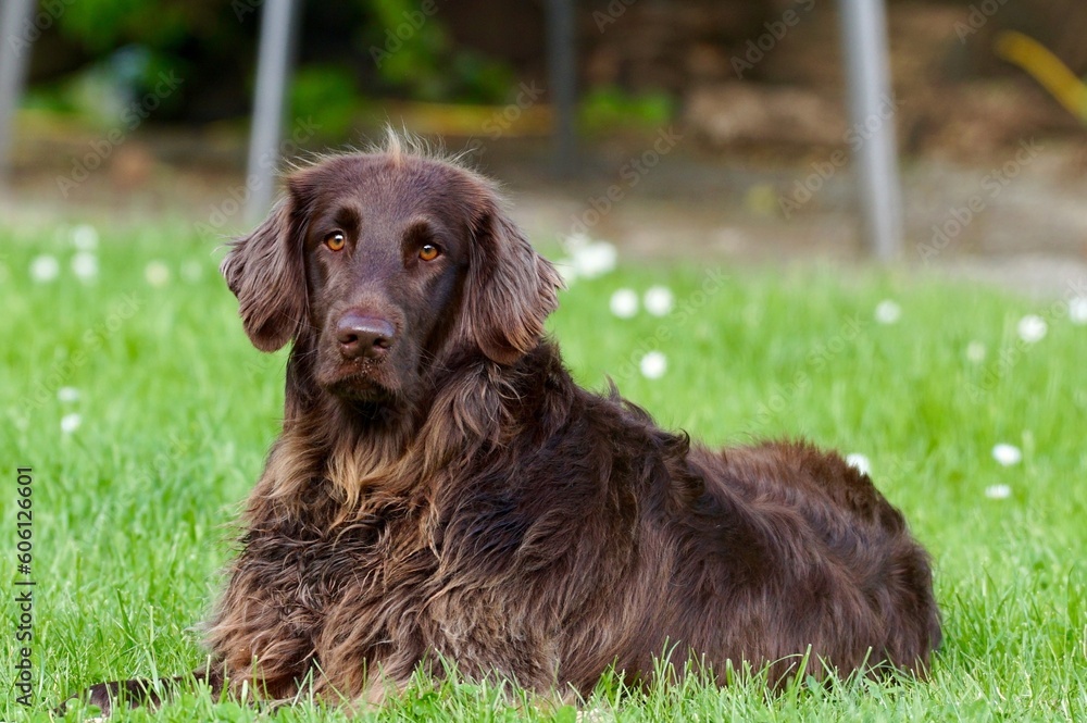 labrador retriever labrador retriever