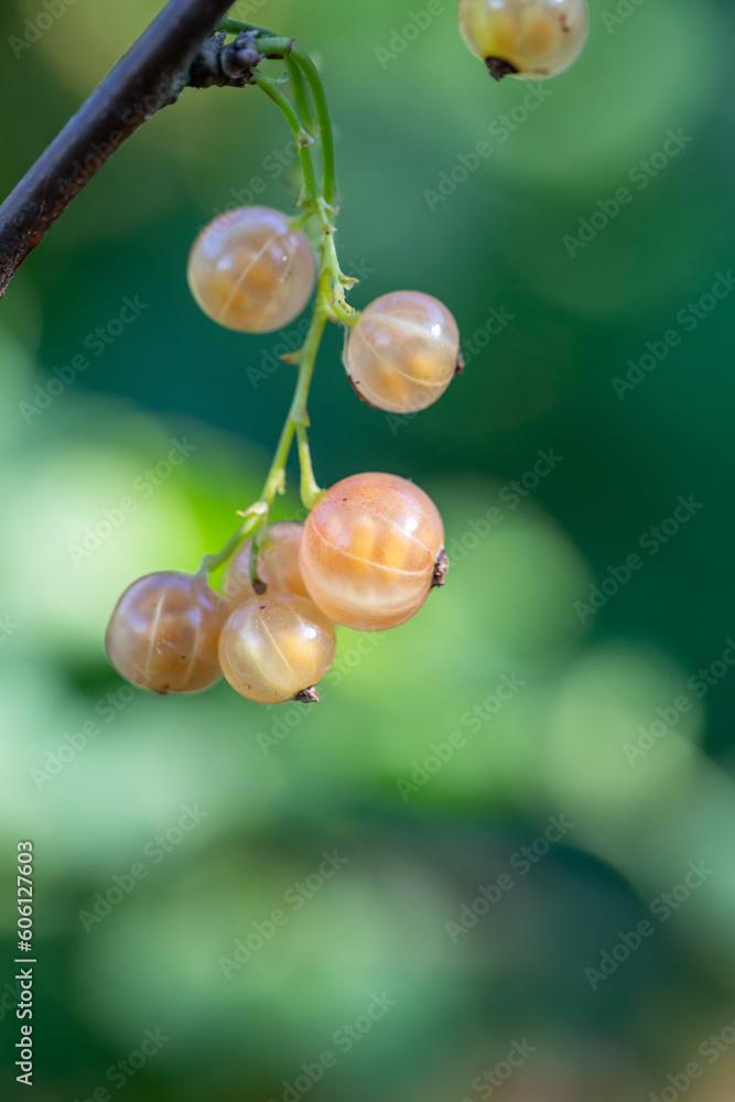 Yellow berries of currant on a green background on a summer day macro photography. Ripe berries of a white currant hanging on a branch of a bush close-up photo in the summertime. Yellow berries of currant on a green background on a summer day macro photography. Ripe berries of a white currant hanging on a branch of a bush close-up photo in the summertime.