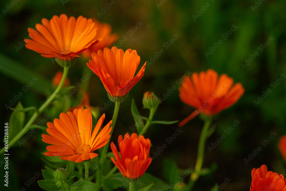 Bright orange calendula flowers (Calendula officinalis, pot marigold, ruddles). Natural floral background Blooming beautiful medicinal plant herbal tea Blurred summer. Bright orange calendula flowers (Calendula officinalis, pot marigold, ruddles). Natural floral background Blooming beautiful medicinal plant herbal tea Blurred summer.