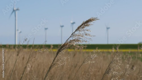 Gras plants waving in the wind infront of windmills for renewable energy