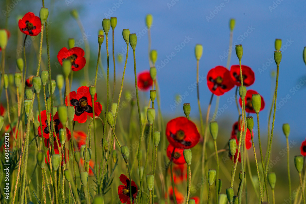 Obraz premium Beautiful field of red poppies in the sunset light poppy wild small flower meadow floral background, sunset Amazing Landscape selective focus Opium Natural drugs countryside summer green Romantic.