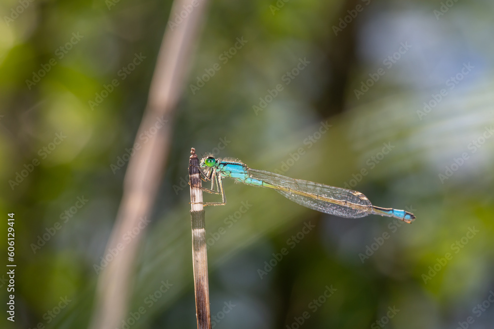 Blue-tailed damselfly sitting on a branch close-up photo. Blue dragonfly macro photography on a dark green background. Blue-tailed damselfly sitting on a branch close-up photo. Blue dragonfly macro photography on a dark green background.