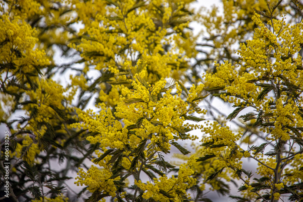 yellow leaves on a tree yellow leaves on a tree