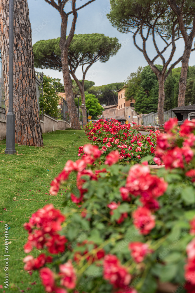 Rome Rose Garden In Full Bloom