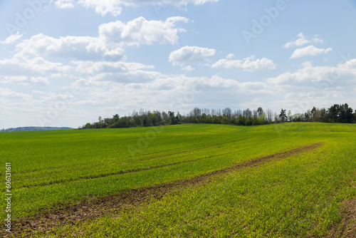 agricultural field with green wheat in the spring season