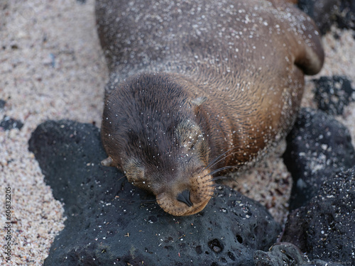 A sleepy sea lion in the Galápagos