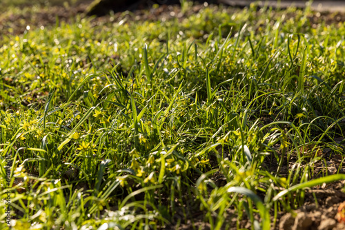 green grass and small yellow flowers in the spring season