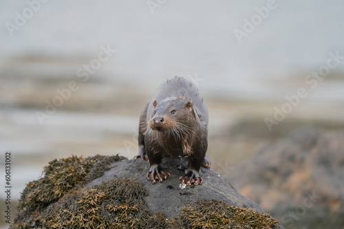 Otter in Scotland