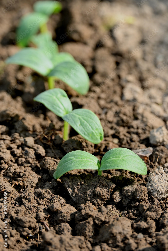 closeup the bunch ripe green round gourd vine plant seedling and soil heap in the farm soft focus natural green brown background. closeup the bunch ripe green round gourd vine plant seedling and soil heap in the farm soft focus natural green brown background.