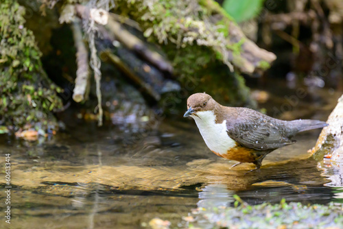 Dipper, Cinclus cinclus, perched on a river bank with food in its beak