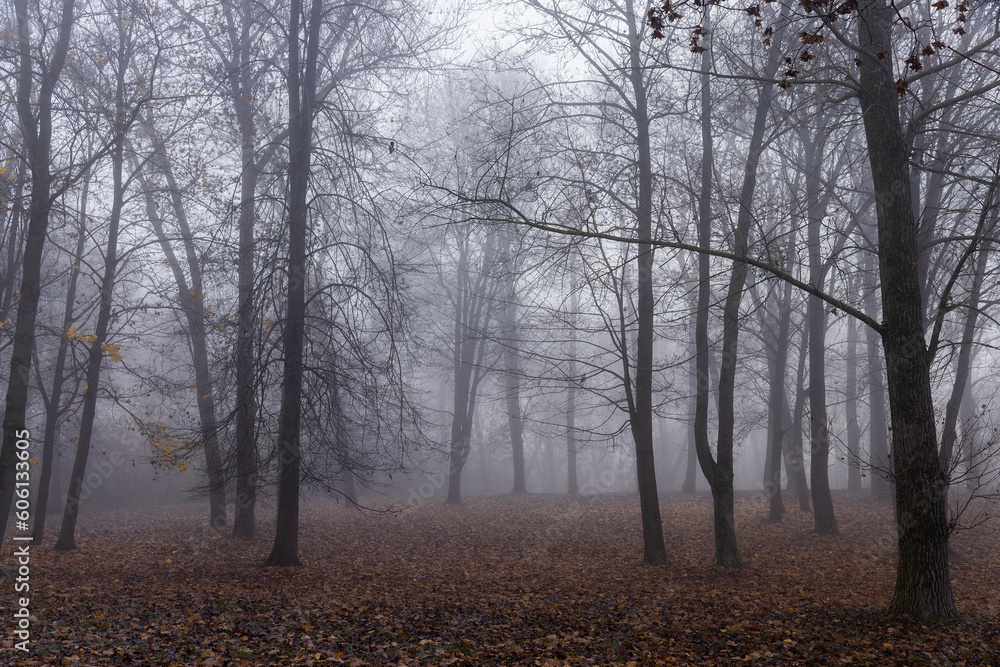Bare deciduous trees in autumn cold weather Bare deciduous trees in autumn cold weather