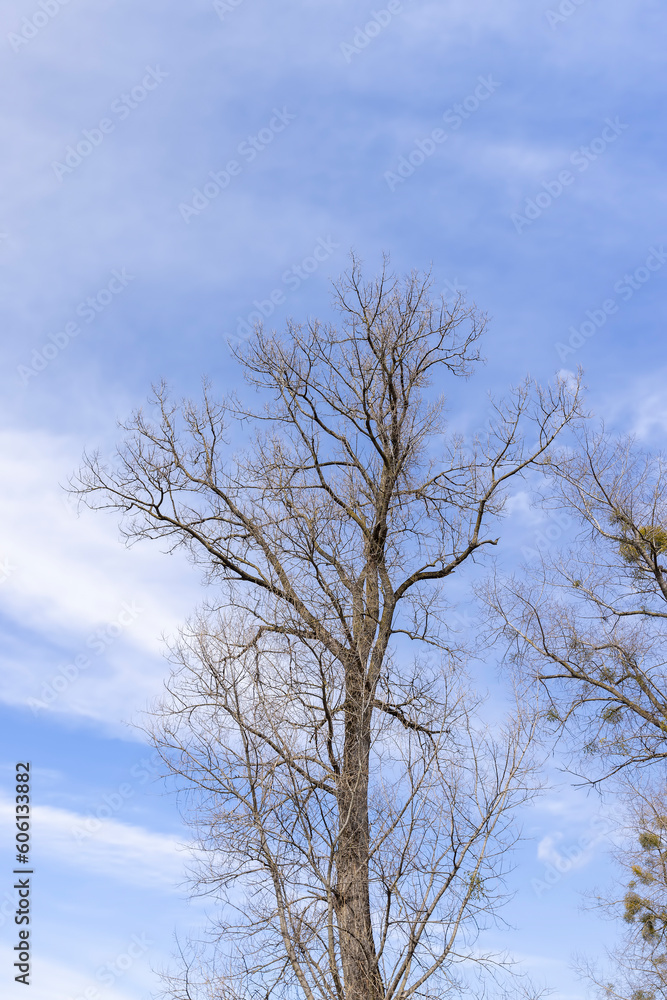 Tall deciduous trees in early spring without foliage Tall deciduous trees in early spring without foliage