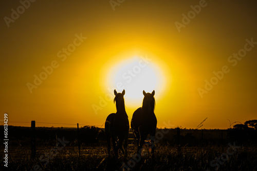 HORSES AT SUNSET