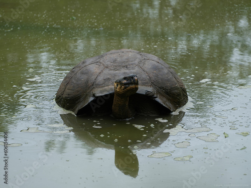 Oldest 175yr old Tortoise in the Galapagos Islands