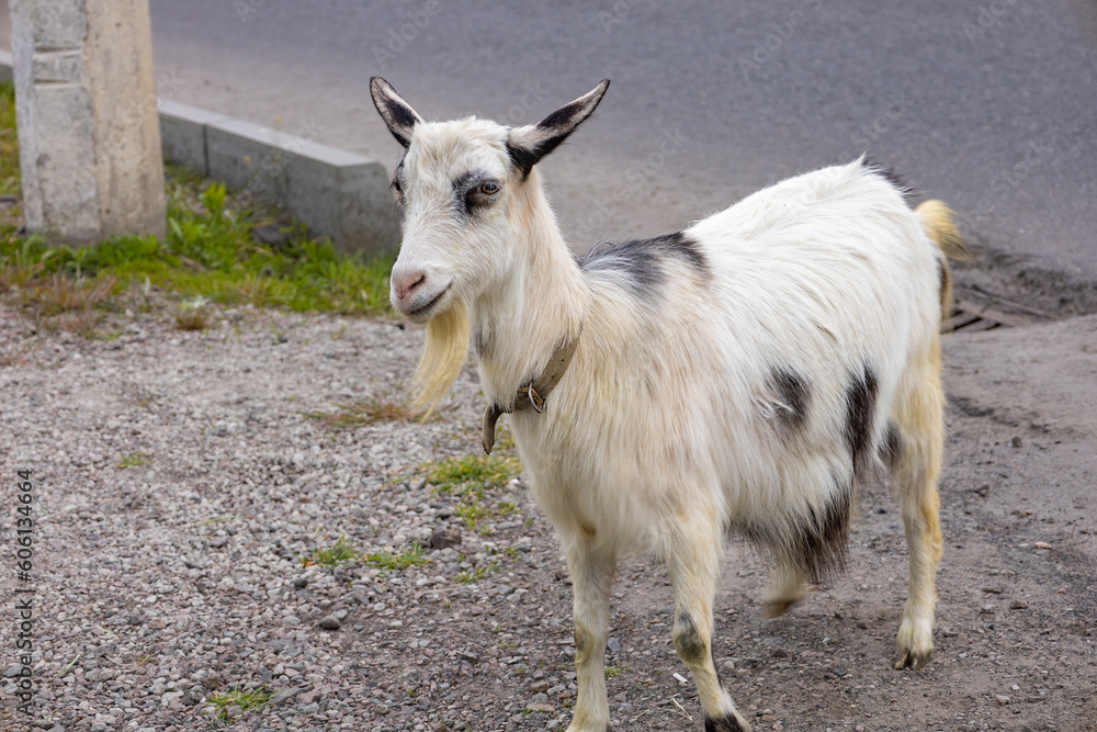 Black and white domestic goat on the background of the road.