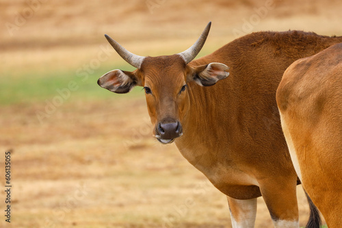 An adult banteng cow with front view of the face.