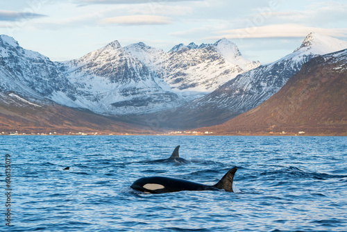 Orcas in the ocean with scenic panorama