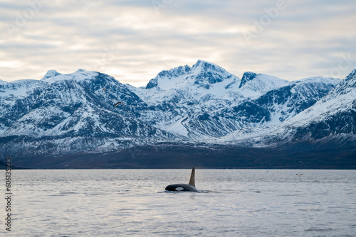 Orca swimming in front of mountains