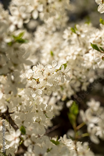 white cherry blossoms in the spring season, beautiful cherry