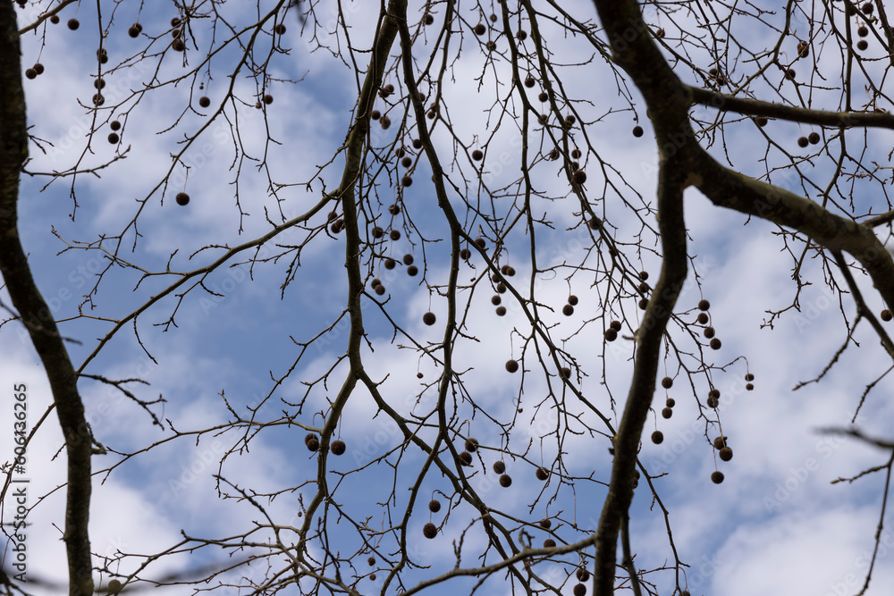 a tall sycamore tree with branches without foliage a tall sycamore tree with branches without foliage