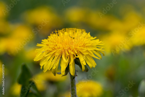 yellow blooming dandelions in the spring season