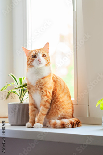 Red cat sits on the window and house plants on the windowsill. Domestic kitten resting on the windowsill at home in sunny day.
