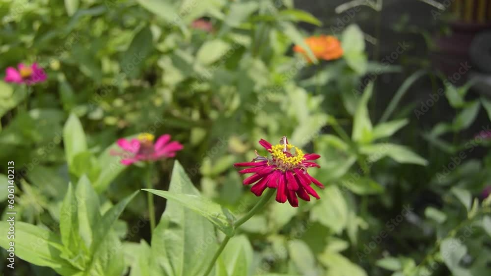 zinnias blooming in the garden. This flower has a very thin and stiff flower crown similar to a sheet of paper. Zinia consists of 20 species of plants zinnias blooming in the garden. This flower has a very thin and stiff flower crown similar to a sheet of paper. Zinia consists of 20 species of plants