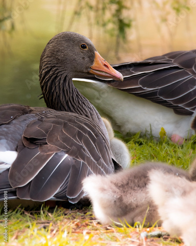 Goose family