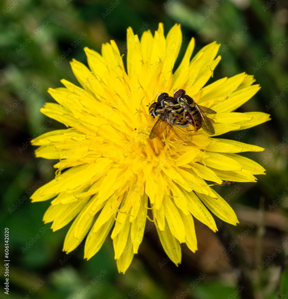 Taraxacum Dandelion