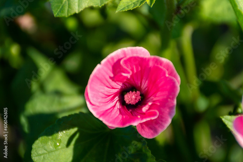 Delicate pink flower on the background of foliage