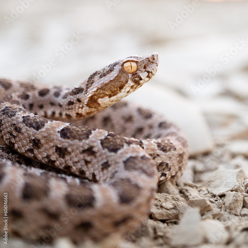 Bothrops pictus 
