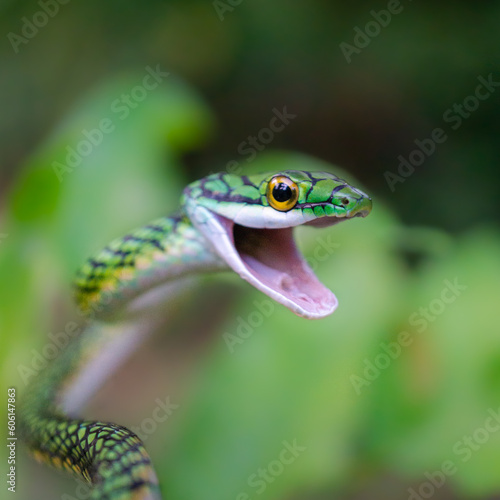 Parrot Snake (Leptophis ahaetulla)