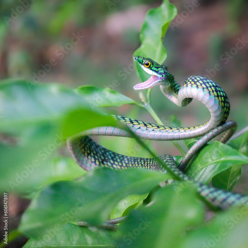 Parrot Snake (Leptophis ahaetulla)