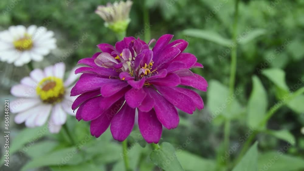 zinnias blooming in the garden. This flower has a very thin and stiff flower crown similar to a sheet of paper. Zinia consists of 20 species of plants zinnias blooming in the garden. This flower has a very thin and stiff flower crown similar to a sheet of paper. Zinia consists of 20 species of plants