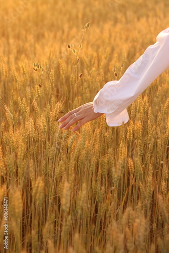 wheat in the field with hand