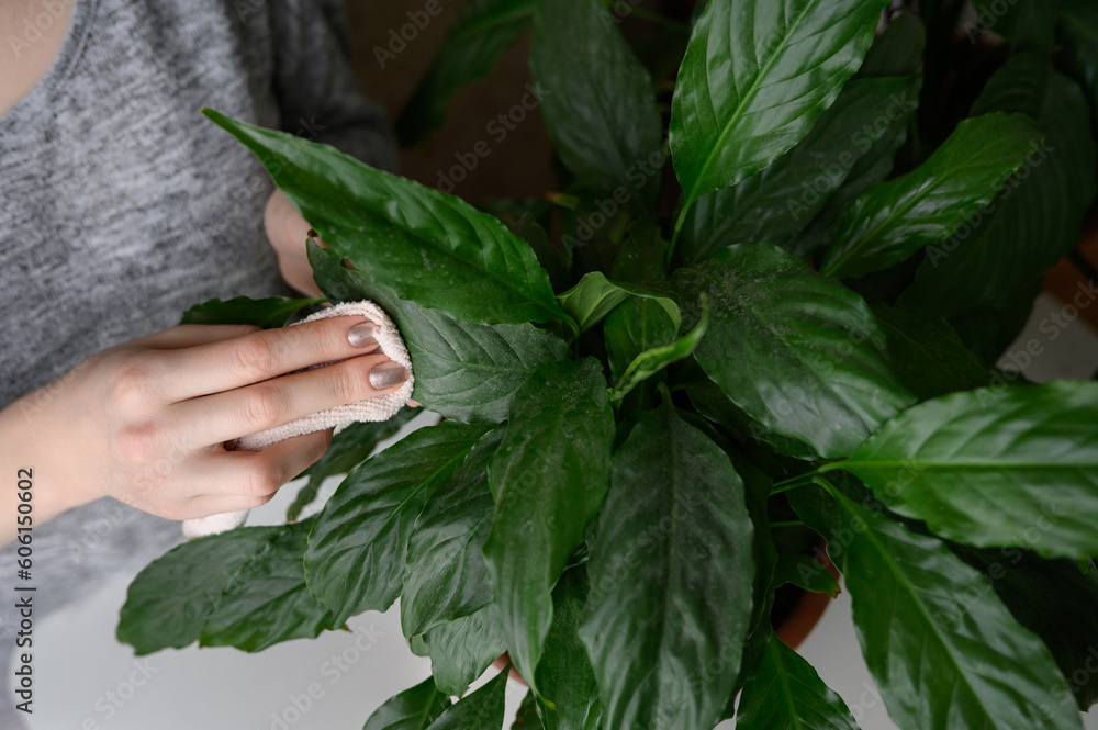 A woman wipes the leaves of a houseplant with a soft cloth. Spathiphyllum. The concept of floriculture, plant care.